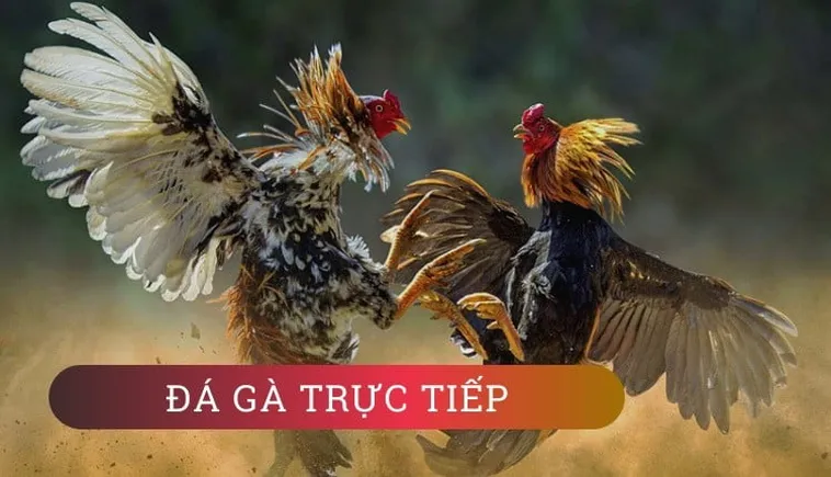 Tham Gia Đá Gà 3D Tại SV388: Bí Quyết Thắng Lớn Ngay Hôm Nay! 2 Tham Gia Đá Gà 3D Tại SV388: Bí Quyết Thắng Lớn Ngay Hôm Nay!
