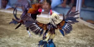 Tham Gia Đá Gà Sabong Tại SV388: Chinh Phục Đấu Trường, Rinh Thưởng Khủng!